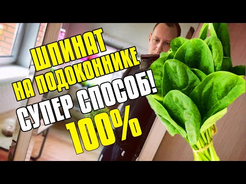 Шпинат в домашних условиях