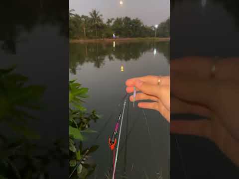 P4 cũng dính cá nhưng ko đáng kể #cauca #fishing #caucathiennhien #cá #caucagiaitri #mayfishing