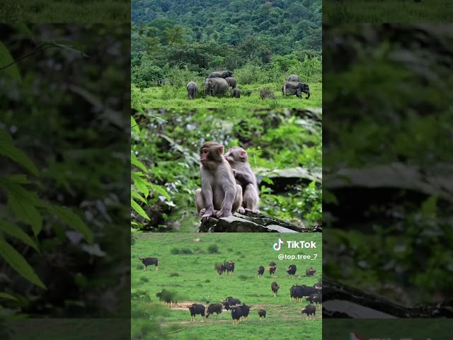 TASPO ep8 - ทำสวนปาล์มอย่างไรให้กระทบสิ่งแวดล้อมน้อยที่สุด