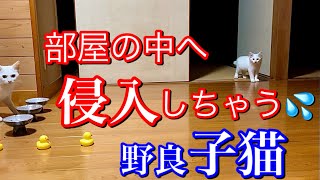 野良の子猫がヒヤヒヤ見ている母猫の前で小さな大冒険をしちゃう！