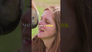 Удивительные факты о животных: 🐎 Лошади