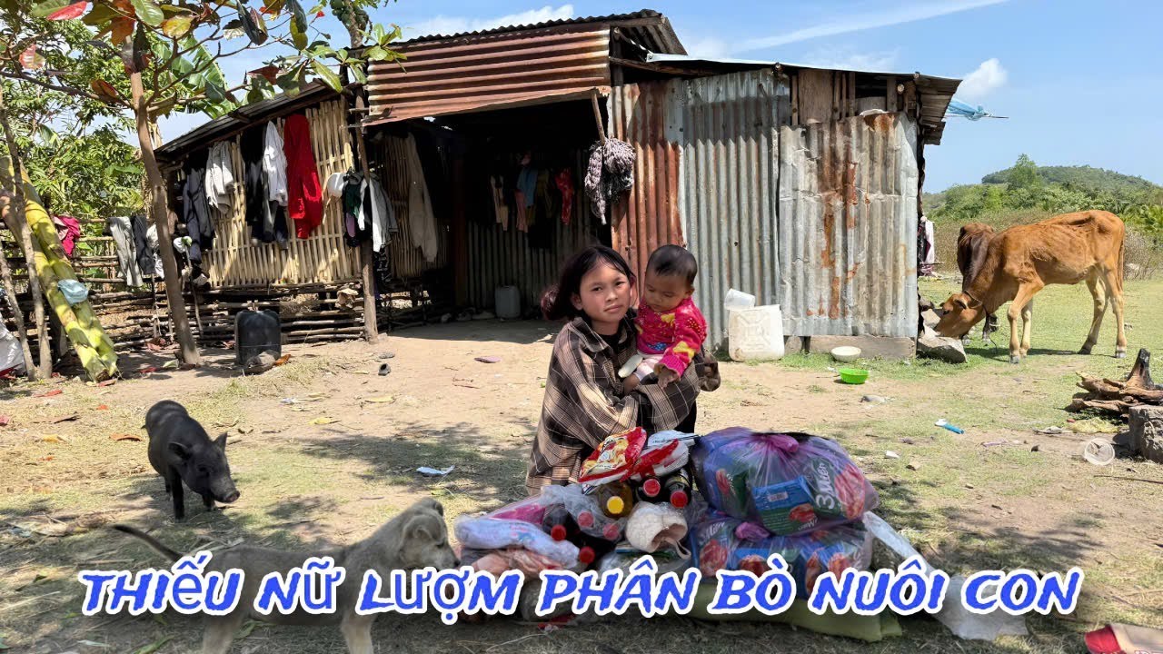 Самая младшая девочка в горах собирает коровий навоз, чтобы накормить своего ребенка.../722