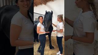#friesian #frizian #horse #friesianstallion #equestrianjourney #equestrian #horsegirl