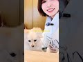 New vlog coming soon...❤︎ #Nasu #japan #ShuUchida #samoyed #pomeranian