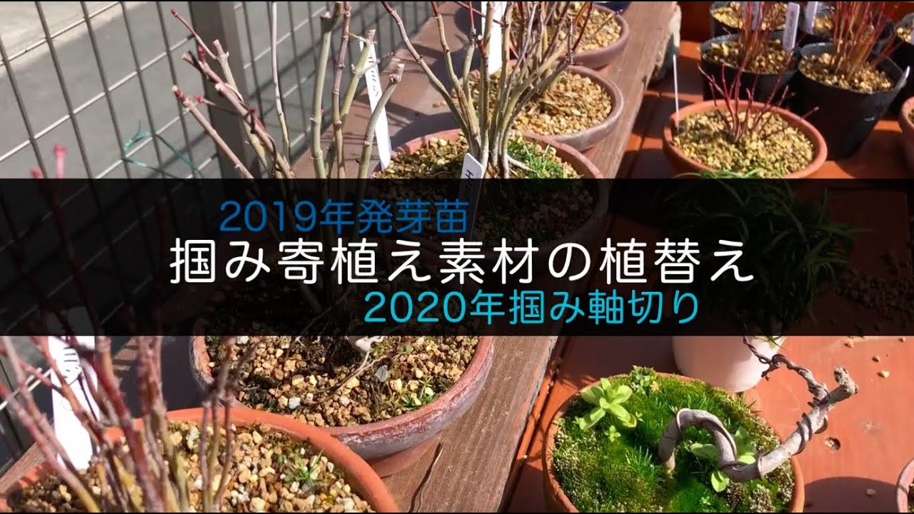 モミジ、掴み寄植えの植替え - YouTube