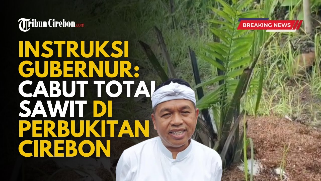 Dilarang Gubernur Dedi Mulyadi, Kelapa Sawit di Perbukitan Cirebon Dicabut 15 Januari Ini
