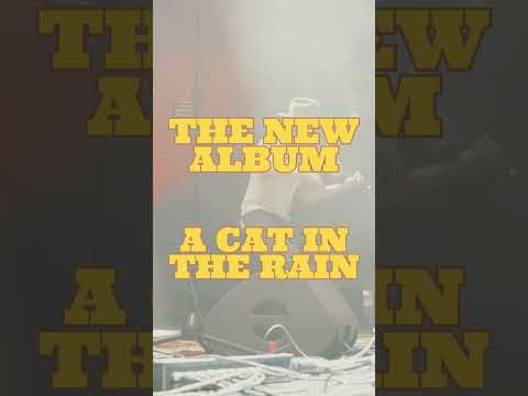 A Cat in the Rain - our new album is now out everywhere. #turnpiketroubadours