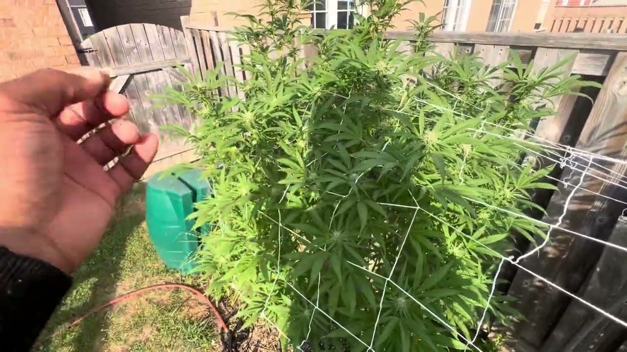 September 2025 Update Outdoor grow