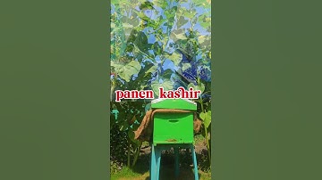 #apismelifera swarm catch on video #apicultura  more information on honey bees related contact