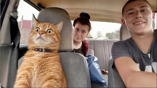 Hilarious Orange Cats Deserve an Oscar for Best Drama! 🤣 Funny Cat Videos of 2026