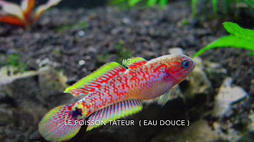 Quel est le plus beau poisson d'aquarium ?