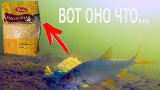 ВОТ ОНО ЧТО..Реакция рыбы на КУКУРУЗНУЮ КРУПУ!!! Подводная съемка. ВОТ ОНО ЧТО..Реакция рыбы на КУКУРУЗНУЮ КРУПУ!!! Подводная съемка.