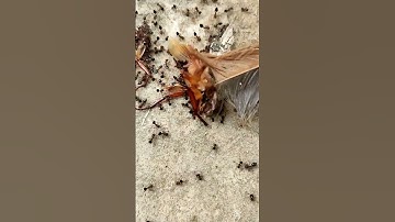 con kiến cắn sẽ tan nát con gián #shorts