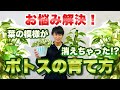 【ポトス】お悩み解決！元気いっぱい美しい葉を保つ方法教えます【観葉植物】