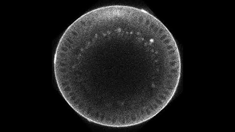 Dynamics of BMP signaling
