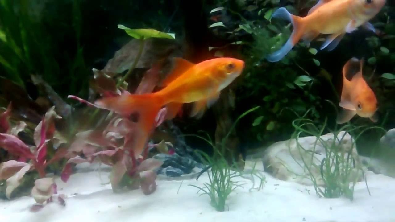 Planted cold water goldfish tank update new plants and led lightbar