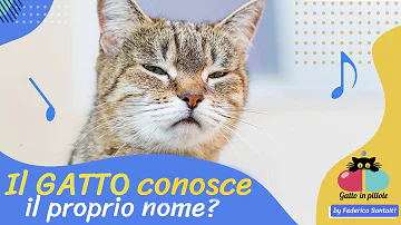 Che nome potrei dare a un gatto?