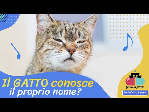 Video: I Gatti Conoscono I Loro Nomi?