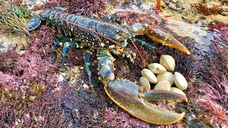 Coastal Foraging and Rock pooling - Lobsters, Crabs and clam forage with cook up | The Fish Locker