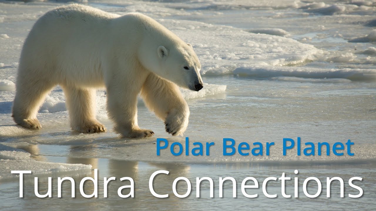 Polar Bear Planet - Polar Bear Planet

