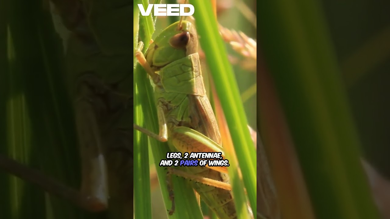 Amazing Grasshopper Facts 