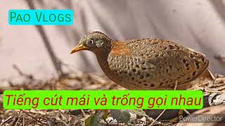 Tiếng chim cút trống mái gọi nhau cực chuẩn mp3 - Pao Vlogs