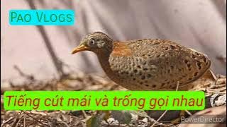 Tiếng chim cút trống mái gọi nhau cực chuẩn mp3 - Pao Vlogs