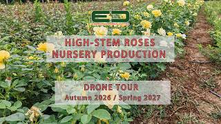 High-Stem Roses Production Standard Roses Wholesale Nursery