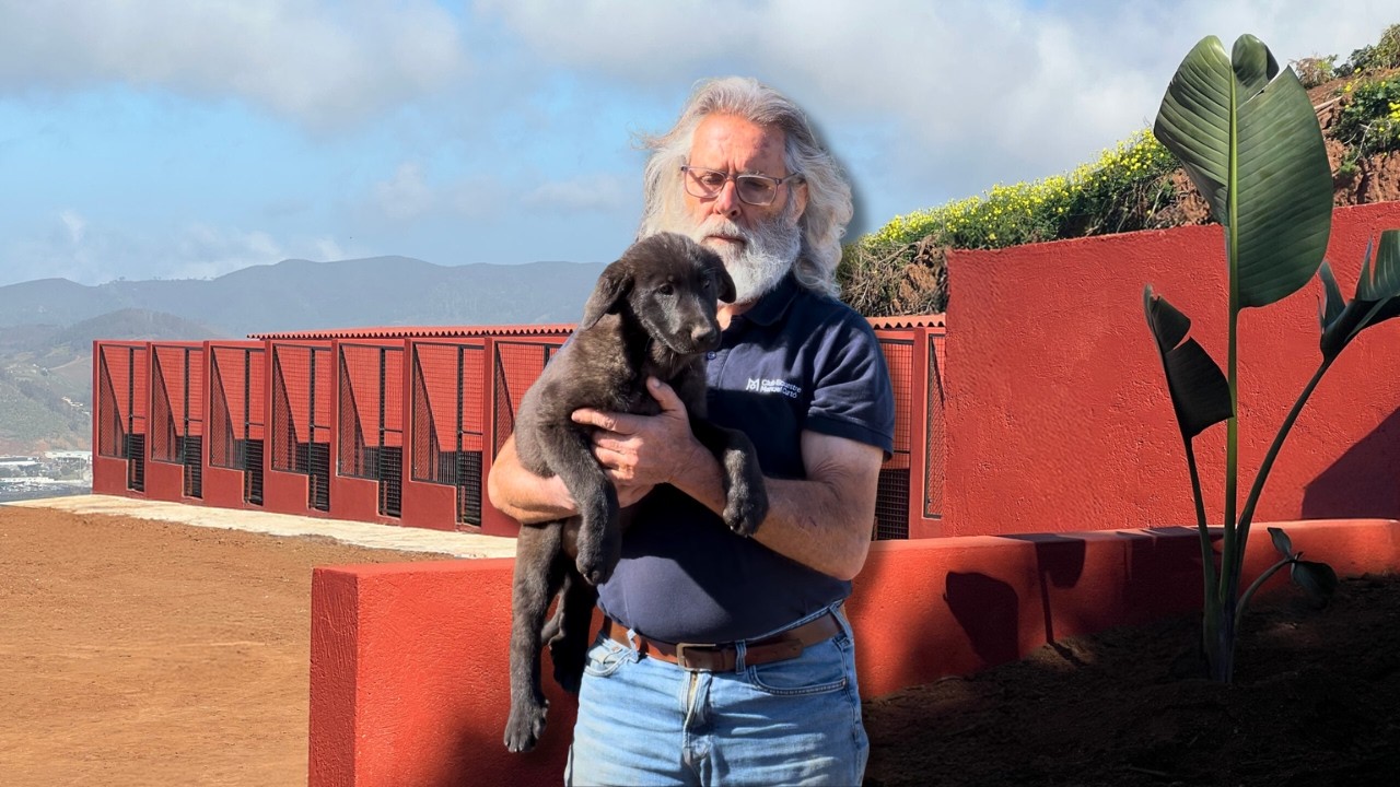 El Perro de Ganado Majorero de Irema Curtó