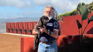 Download Lagu Irema Curtó's Majorero Cattle Dog MP3