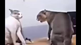 cat dancing (fighting) to macarena [meme]