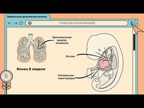 эмбриогенез дыхательной системы
