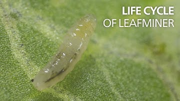 Life cycle of leaf miners