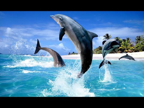 فيديو: نوع الدلافين