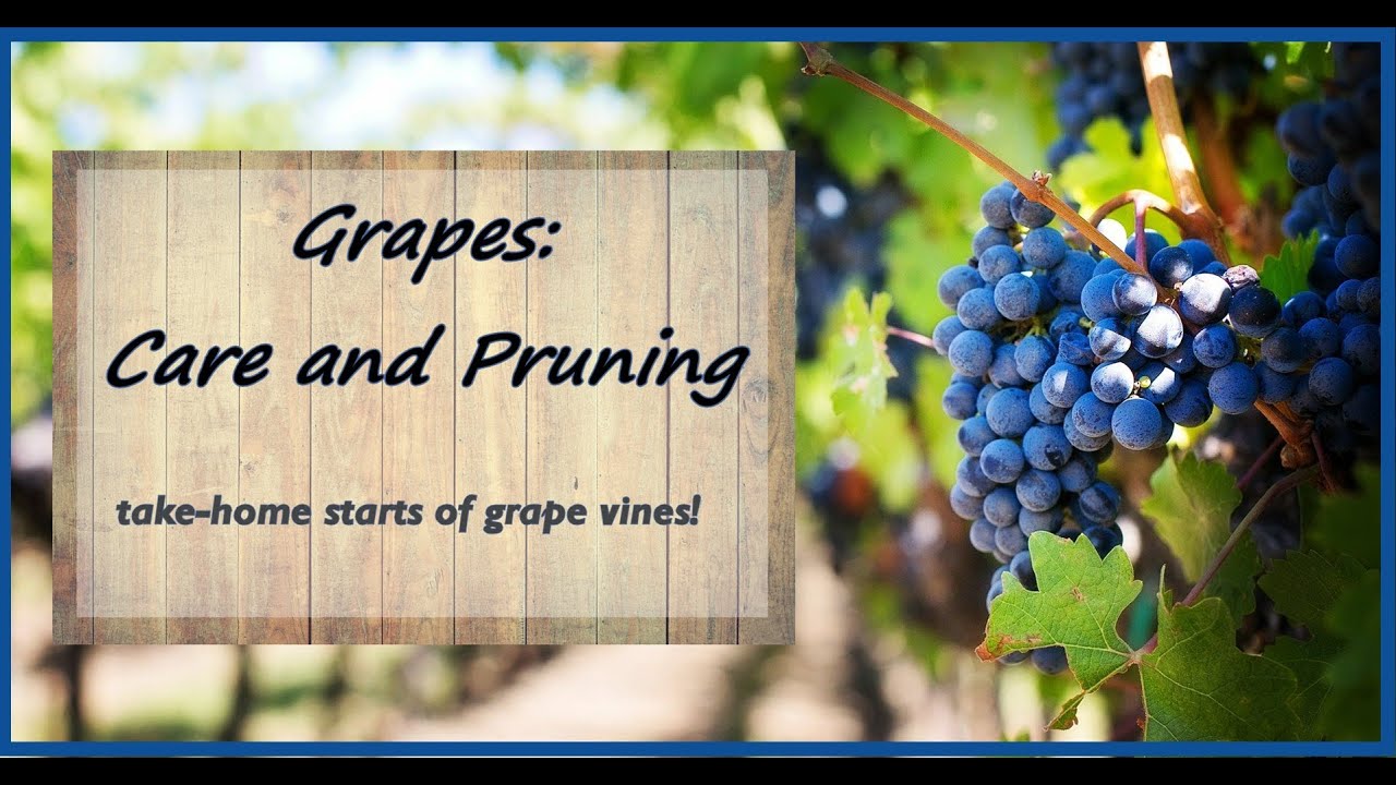 Growing Grapes in Western Washington YouTube