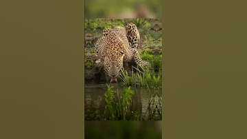 It’s drinking water time for wildlife📸❤️🔥 #goviralshorts #photography