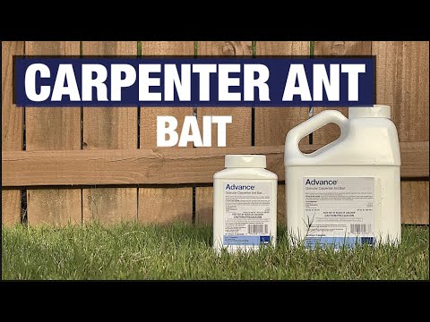 Advance Carpenter Ant Bait