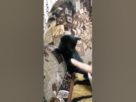 драчун - YouTube