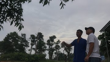 Tư vấn cây Sung làm tác phẩm của anh Tú tại Ngọc Lặc, Thanh Hoá