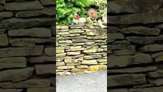 This poor little baby woodchuck/groundhog 🥺 (Woodchuck and groundhog are actually two different