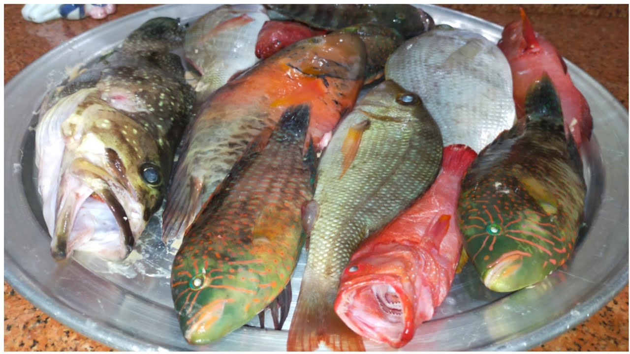 بعض أنواع أسماك البحر الأحمر وإذاي نشتريها ومواصفاتها