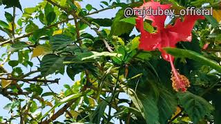 Best Aesthetic Video Cinematic Video Hibiscus Flower Raj Dubey Harshit
