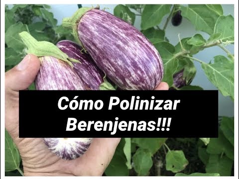 Vídeo: Problemas de polinização de berinjela - Como polinizar flores de berinjela manualmente