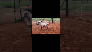 Elite Rhus Lancea Meatmasters Auction Rams | 10 April #meatmaster #farming #fypシ #meatmasterworld