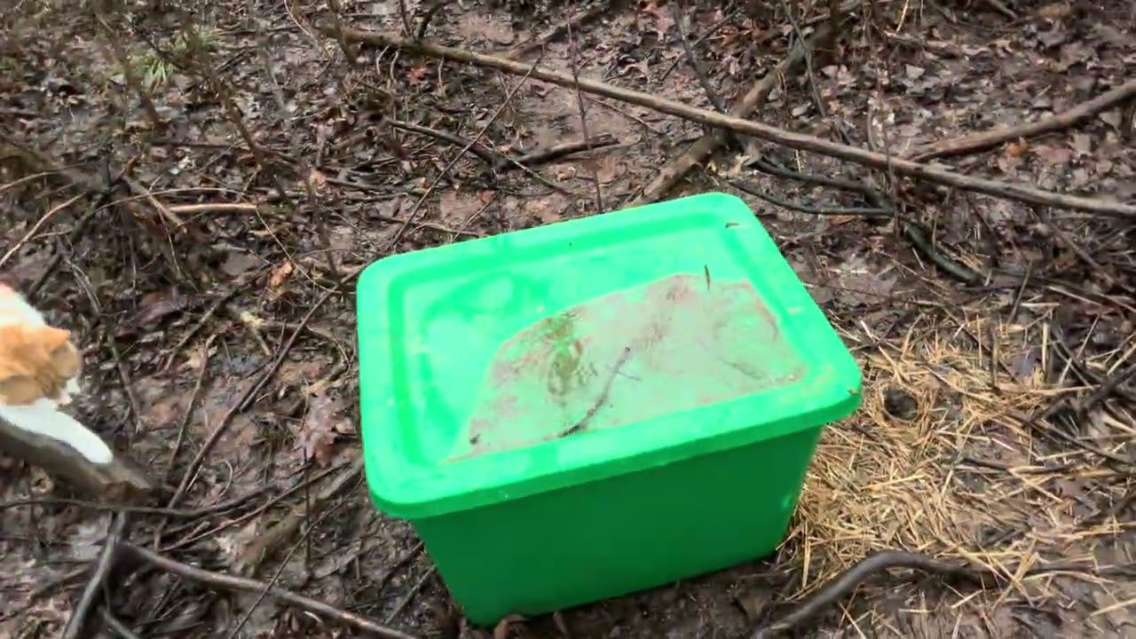 Day 295 of feeding homeless cats. It’s raining ☔️ 