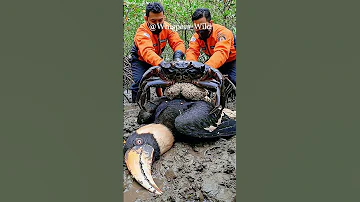 Amazon Bird Trapped By Giant Crab Gets Help From Brave Rescuers Animalrescue Wildlife 