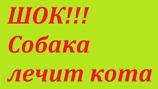 собака лечит оторванное в бою ухо у кота собака лечит оторванное в бою ухо у кота