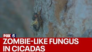Zombie-like fungus in cicadas