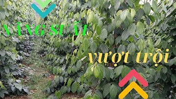 Giống Tiêu Vĩnh Linh - Năng Suất Cao.#TiêuVĩnhLinh #GiốngTiêu #TrồngTiêu