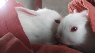cute ? rabbit rest  time #short #animals